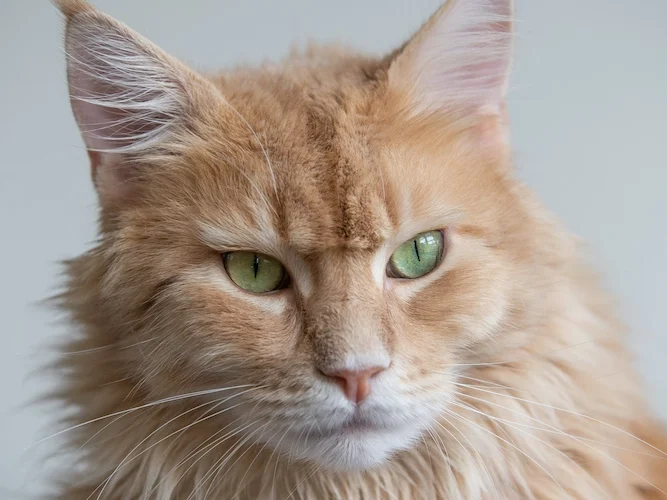 Kasside emotsionaalne intelligentsus teaduse valguses