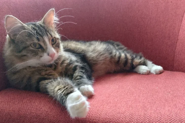 Kasside heaolu saladus: mäng ja klikkertreening