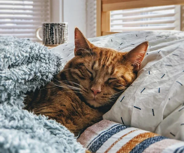 Kas teadsid, et kassid eelistavad magada vasakul küljel?