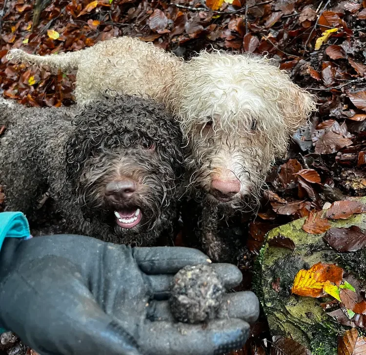 Karoliina Kansi Itaalias oma kahe koeraga trühvlikoolitusel