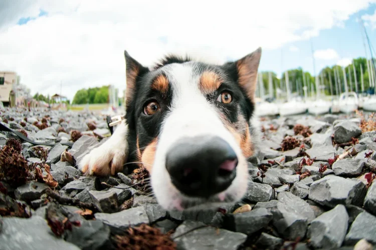 Koerte haistmismeel: mida ütleb teadus?
