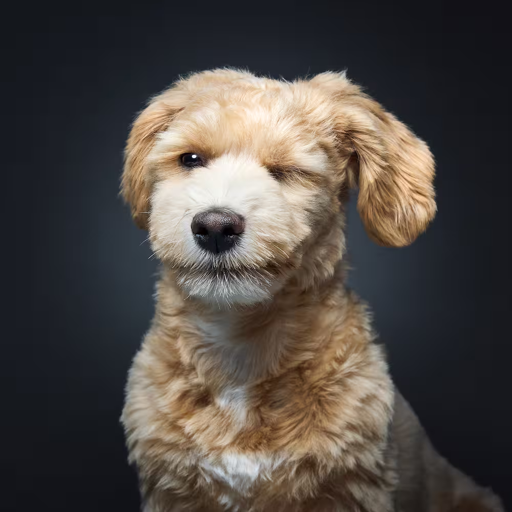 Emotsionaalne koeraportree [koera tõug] pildistatud fotostuudios neutraalsel taustal