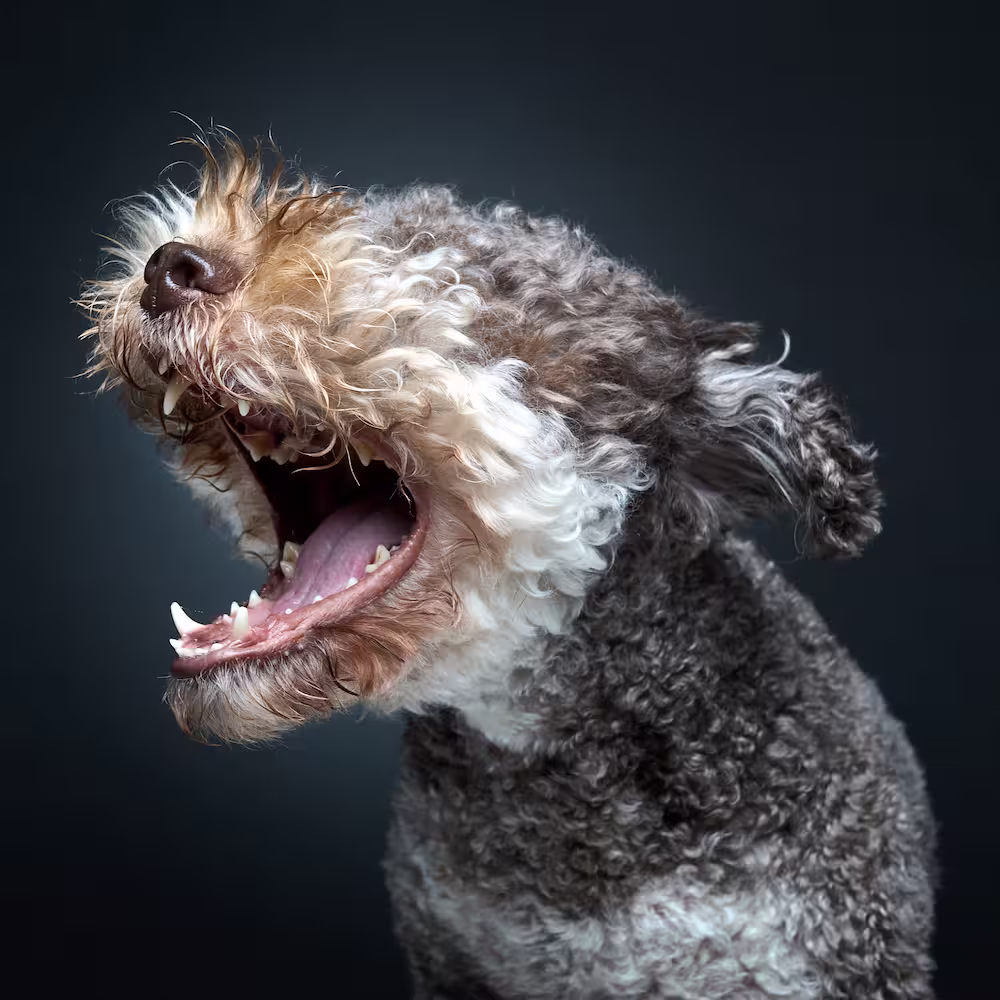 Emotsionaalne koeraportree lagootost pildistatud fotostuudios neutraalsel taustal