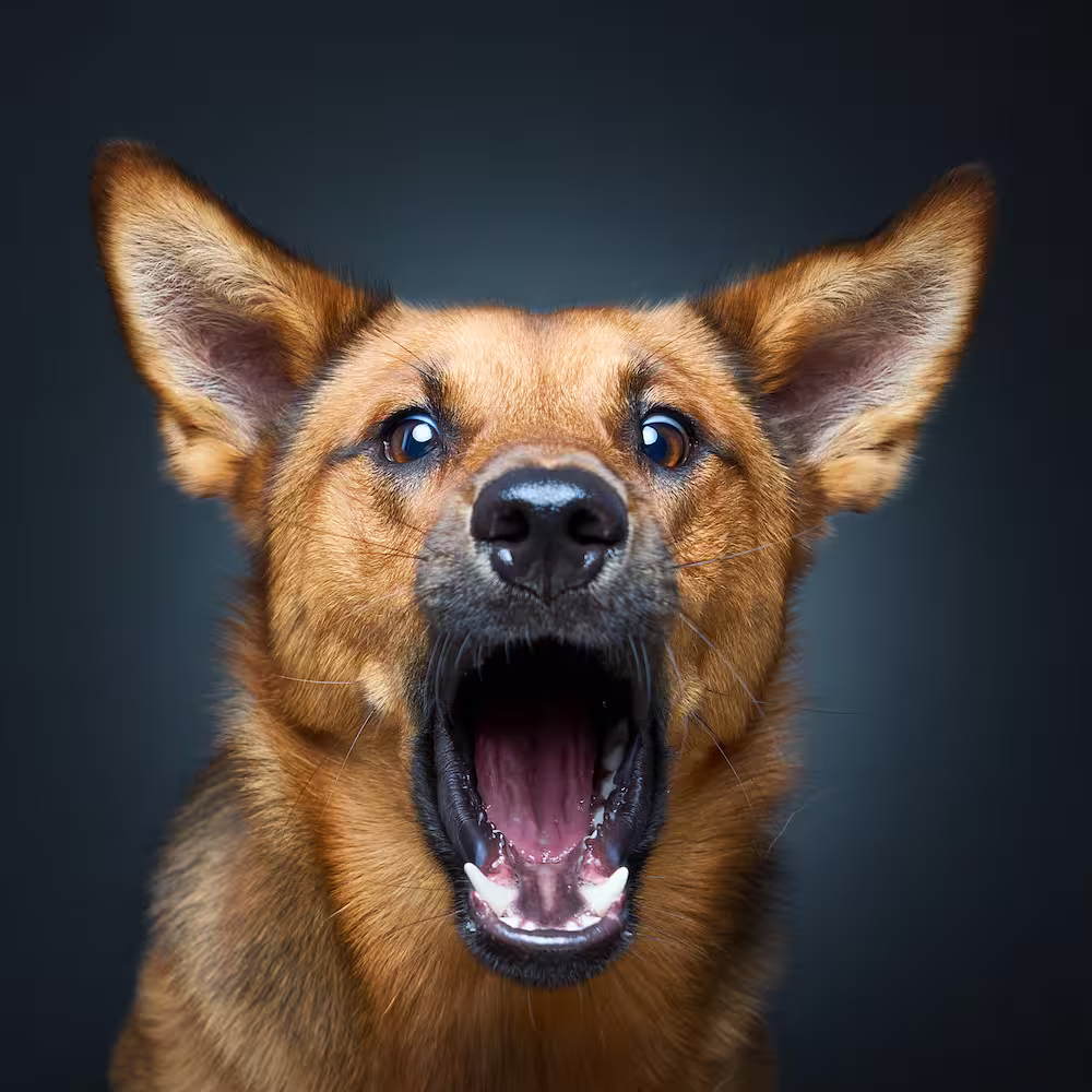 Emotsionaalne koeraportree hundikoerast pildistatud fotostuudios neutraalsel taustal