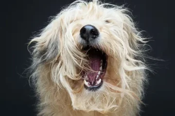 Professionaalne koeraportree on väärtuslik mälestus ja lõbus tegevus parima sõbraga