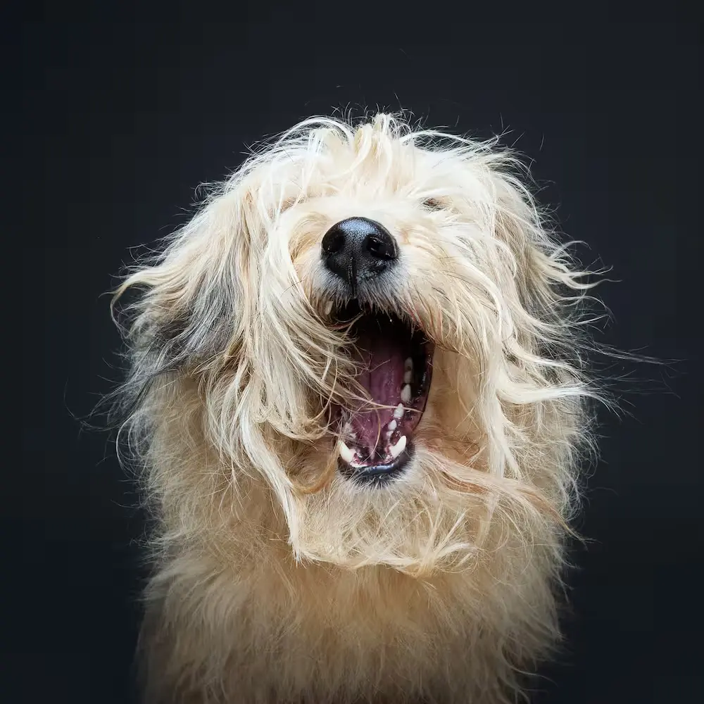 Professionaalne koeraportree on väärtuslik mälestus ja lõbus tegevus parima sõbraga