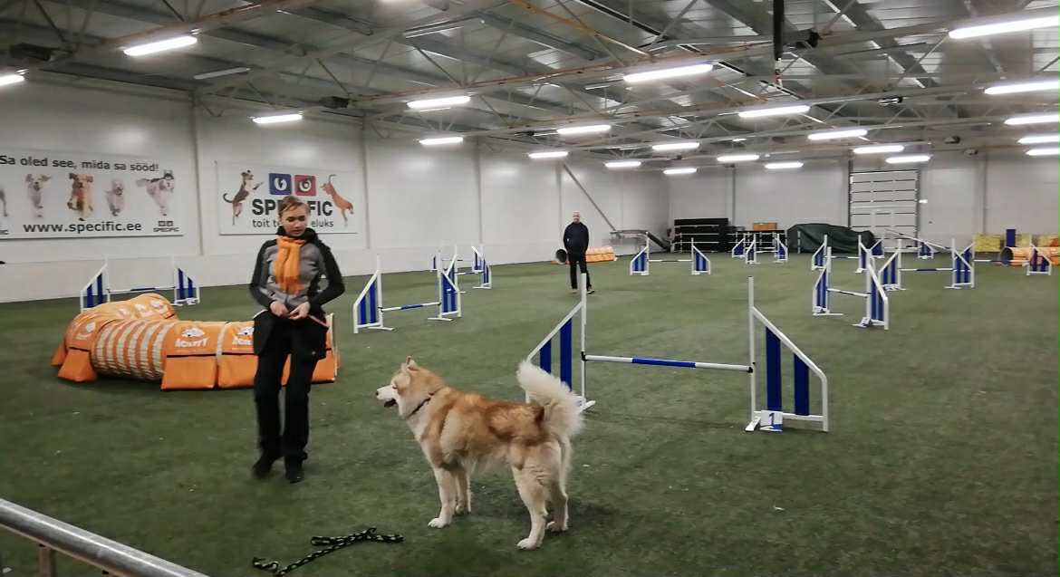Agility treening hallis