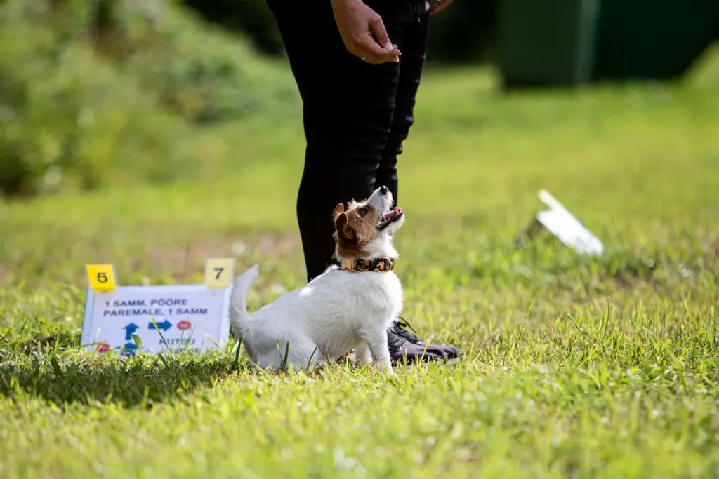 Väike koer rallikuulekuse trennis