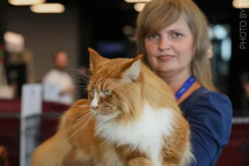 INTERVJUU | Tõukassi võtmise ABC: Maine Cooni kasvataja Rahel Linnamägi